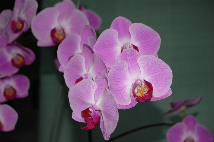 Orchidee