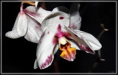 Orchidee