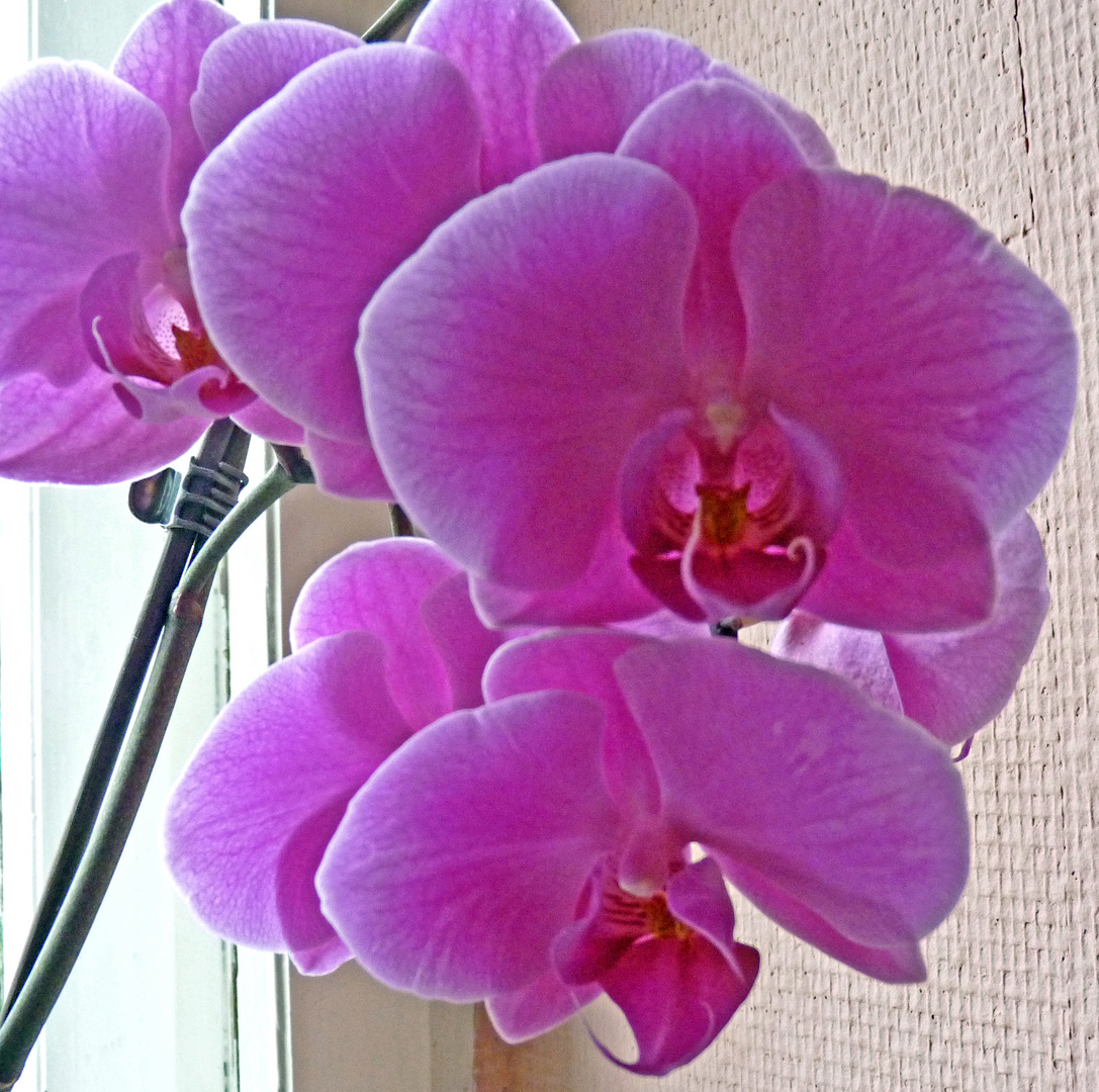 Orchidee