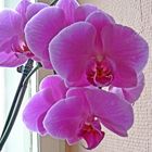 Orchidee