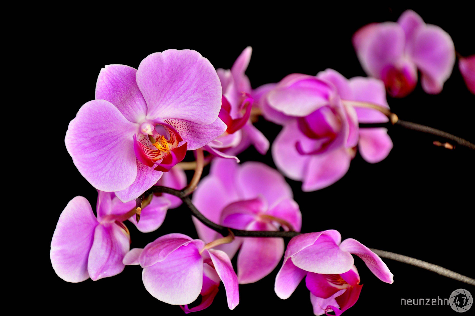 Orchidee