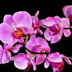 Orchidee