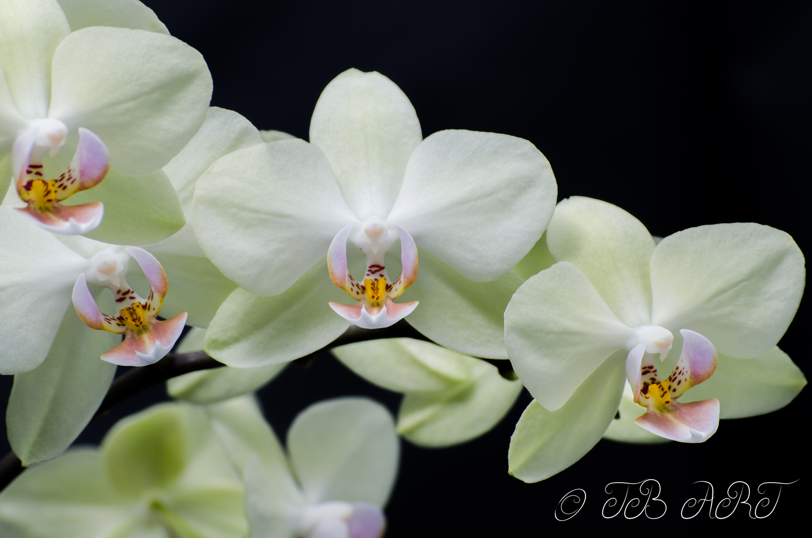 Orchidee