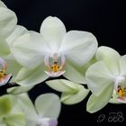 Orchidee