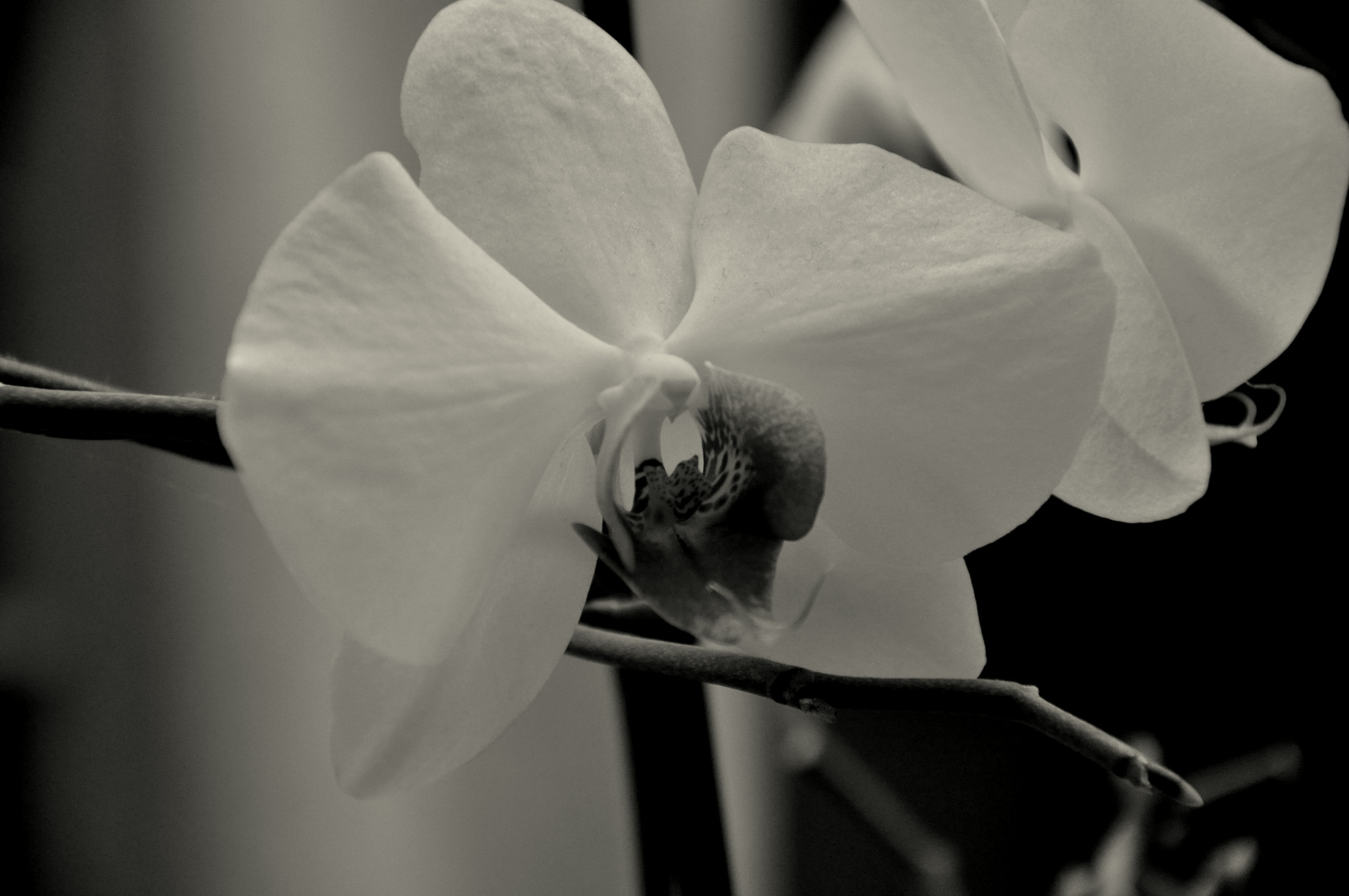 Orchidee