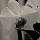 Orchidee