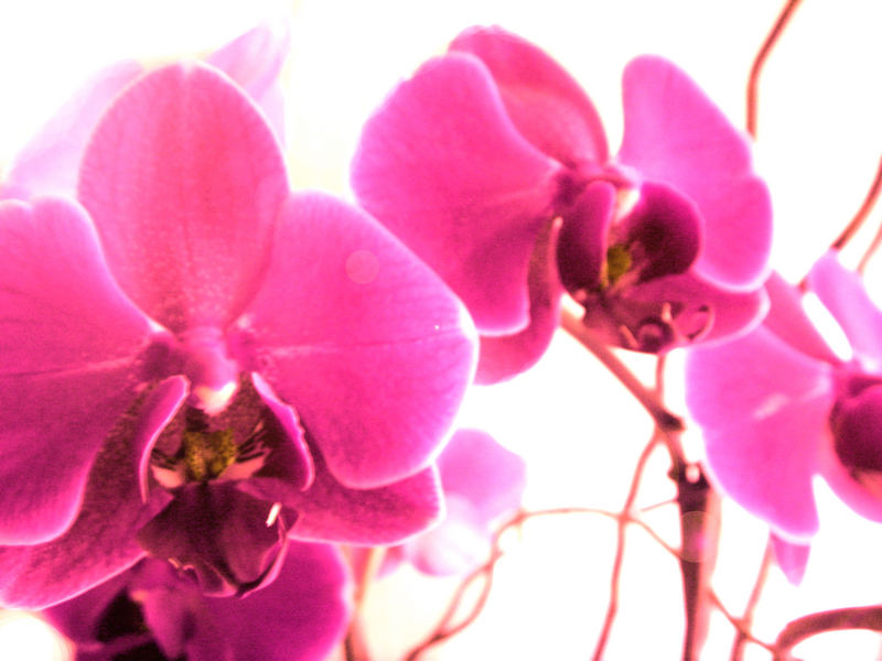 orchidee