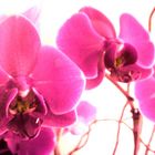 orchidee