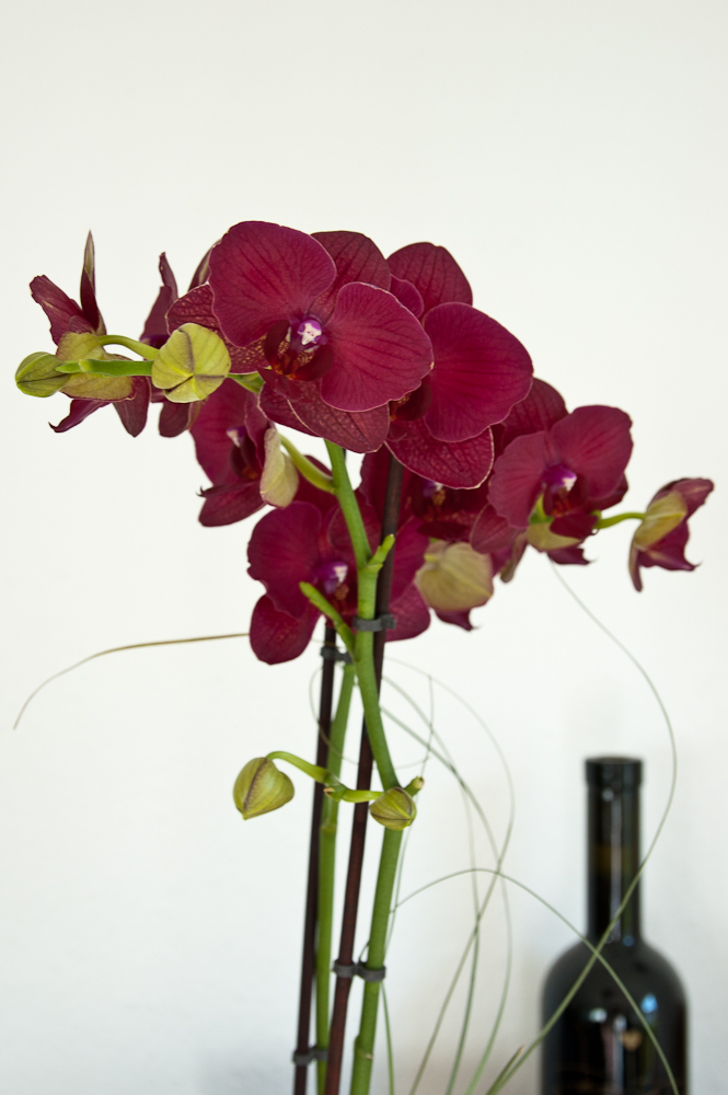 Orchidee