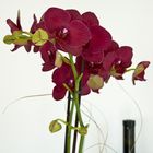 Orchidee