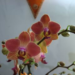 Orchidee 8