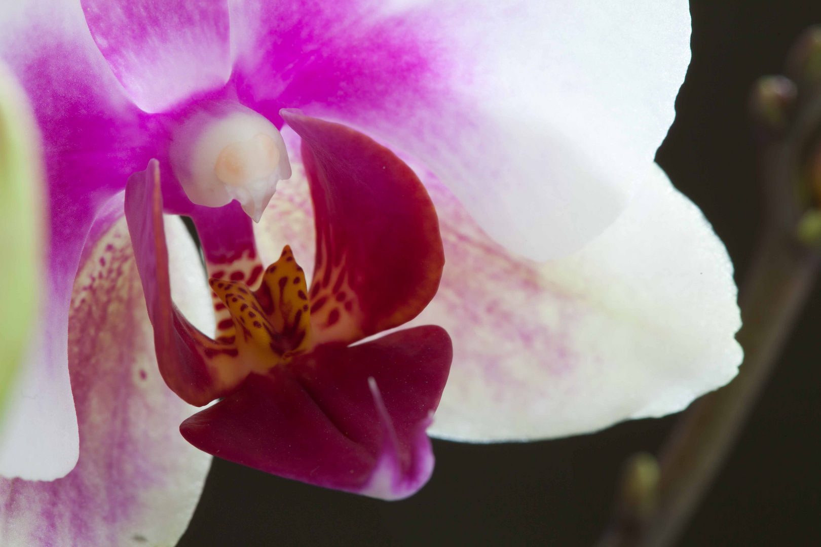 Orchidee 8