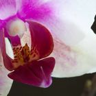 Orchidee 8