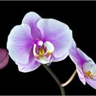 Orchidee 8