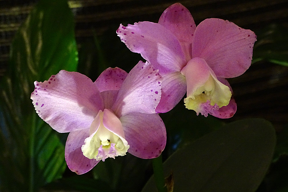 Orchidee 8