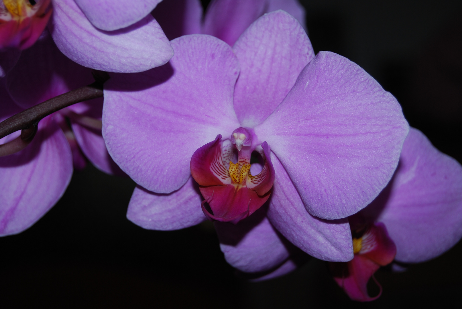 Orchidee