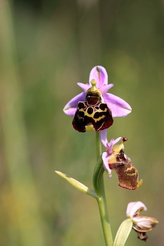 Orchidée