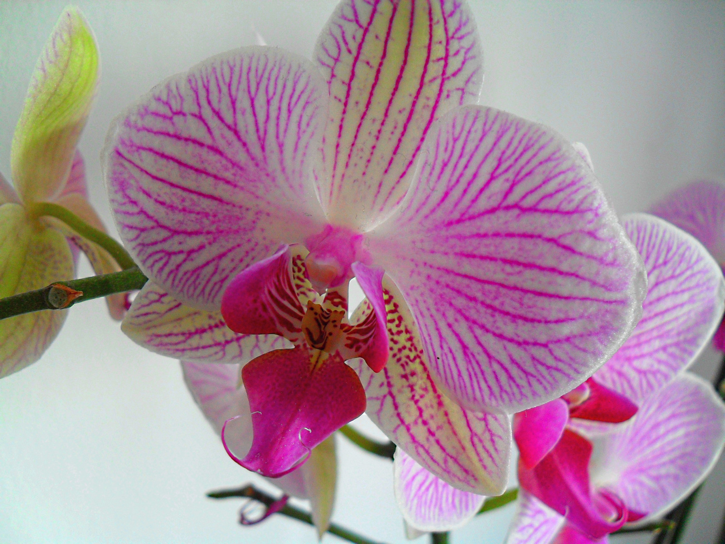 Orchidee