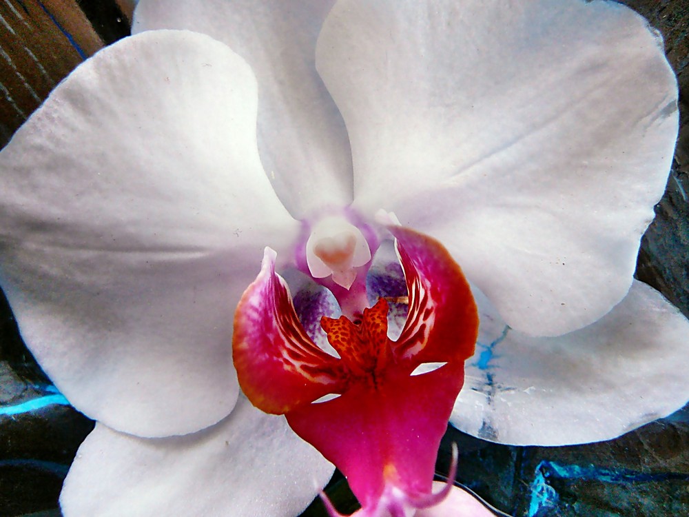 Orchidee