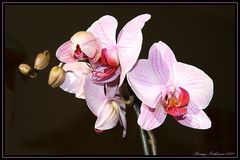 Orchidee