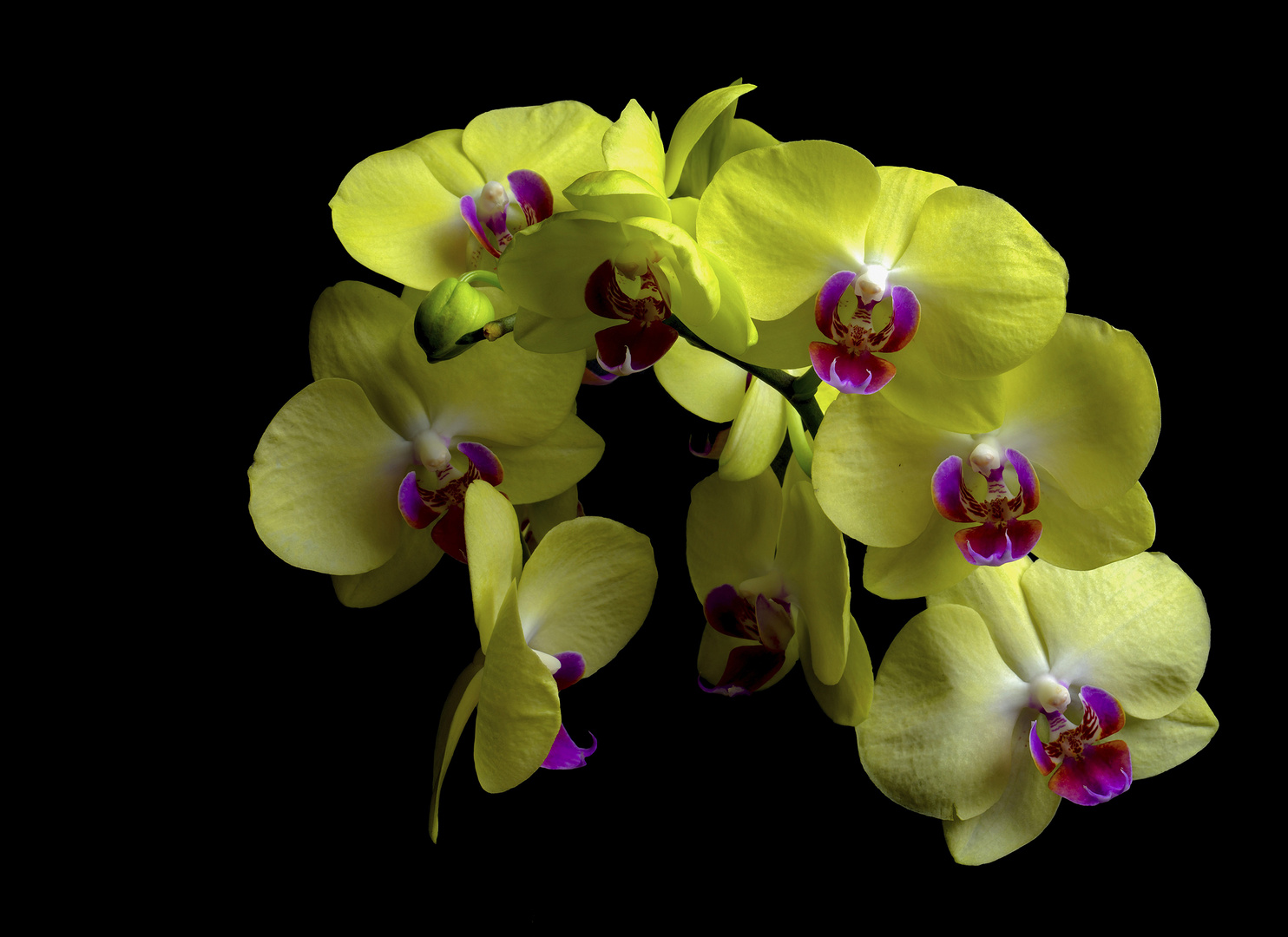  Orchidee