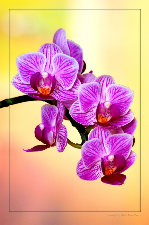 Orchidee