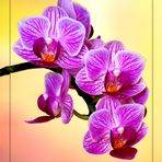 Orchidee