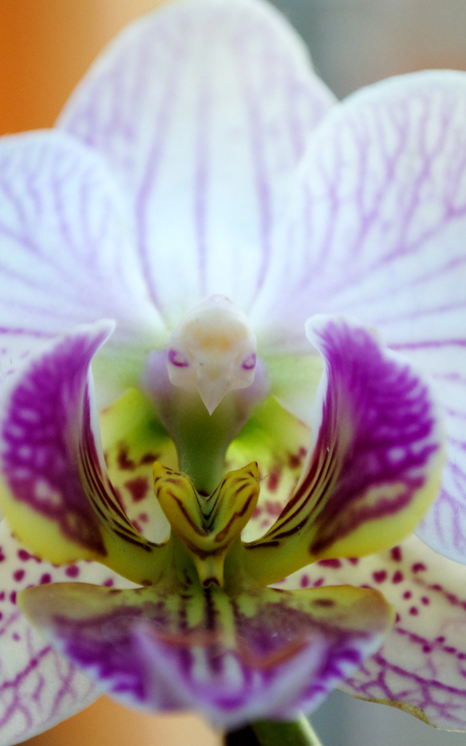 Orchidee