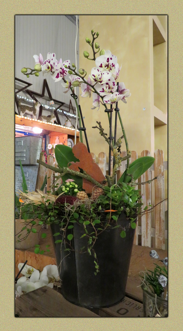 Orchidee ... 