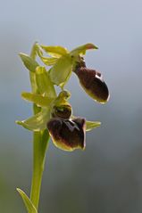 Orchidee 8/2010 (Spinnen-Ragwurz)