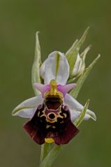 Orchidee 8/2011