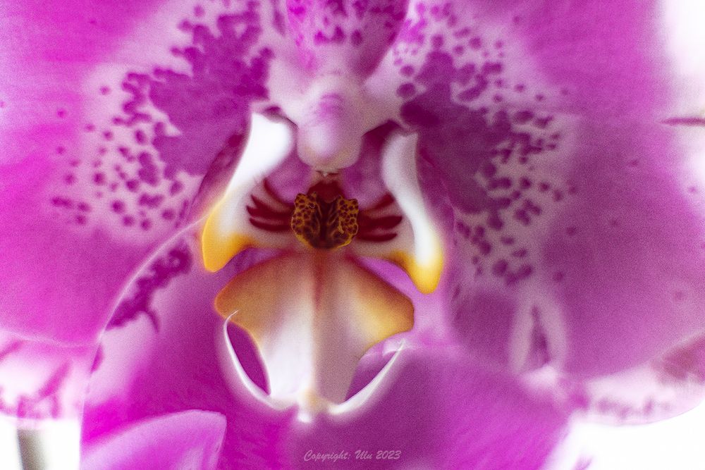 Orchidee 