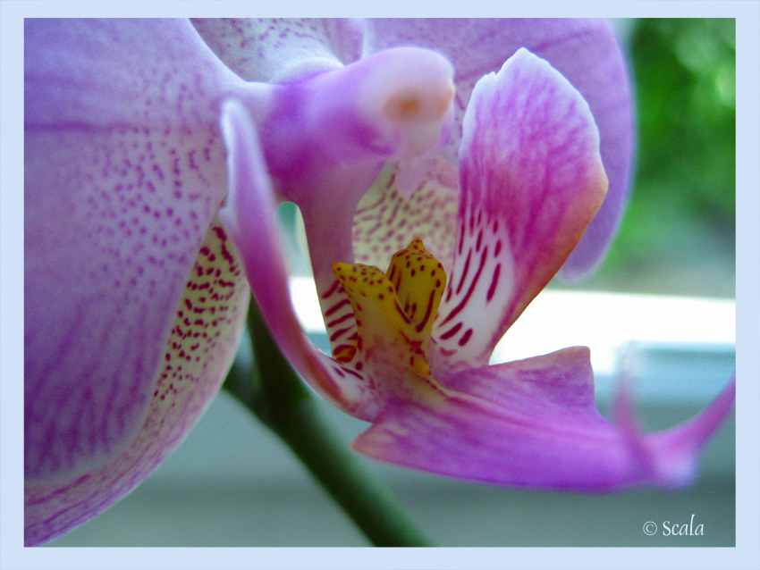 OrchiDee