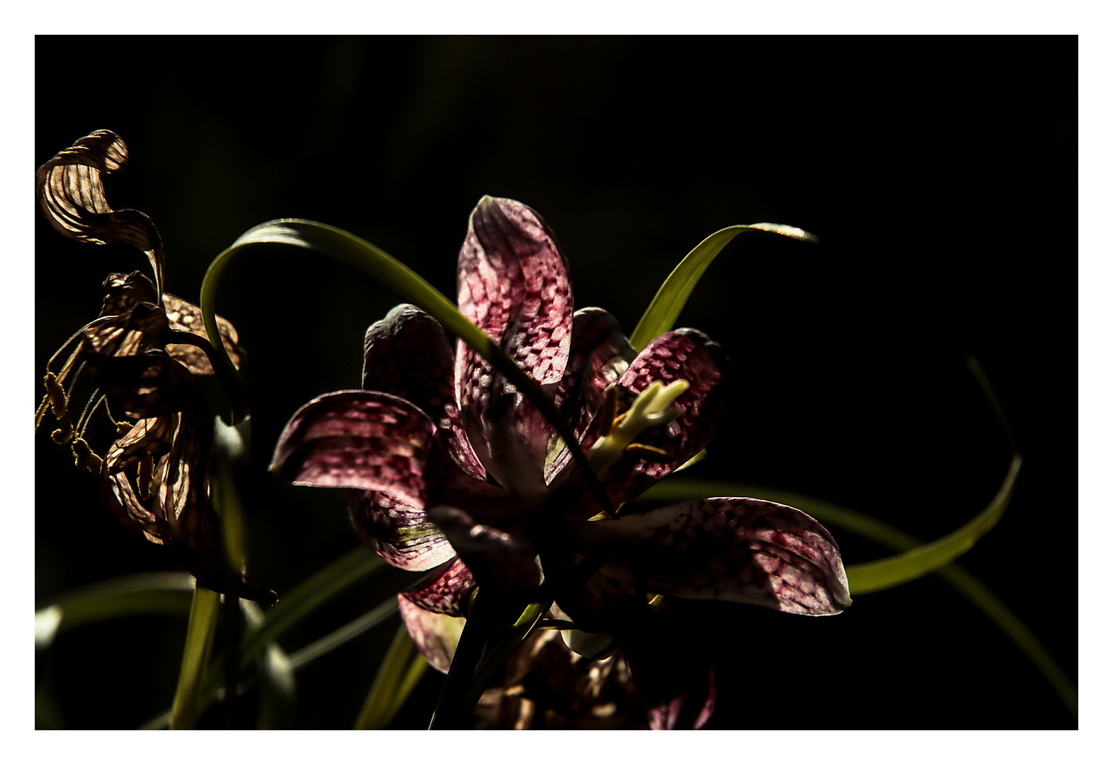 Orchidee