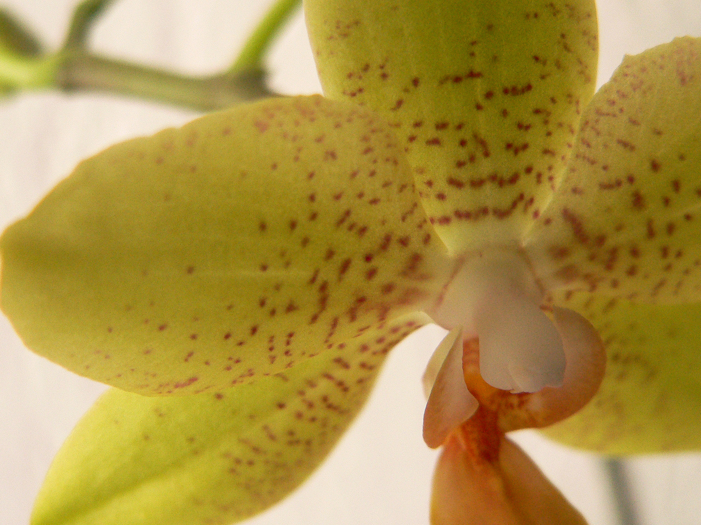 ....orchidee
