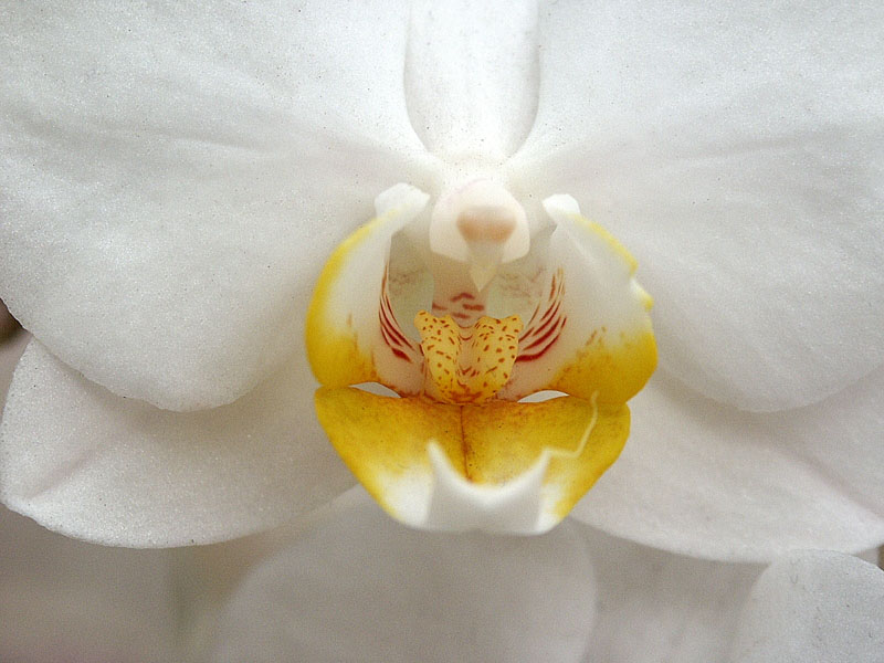 Orchidee