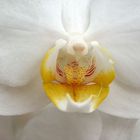 Orchidee