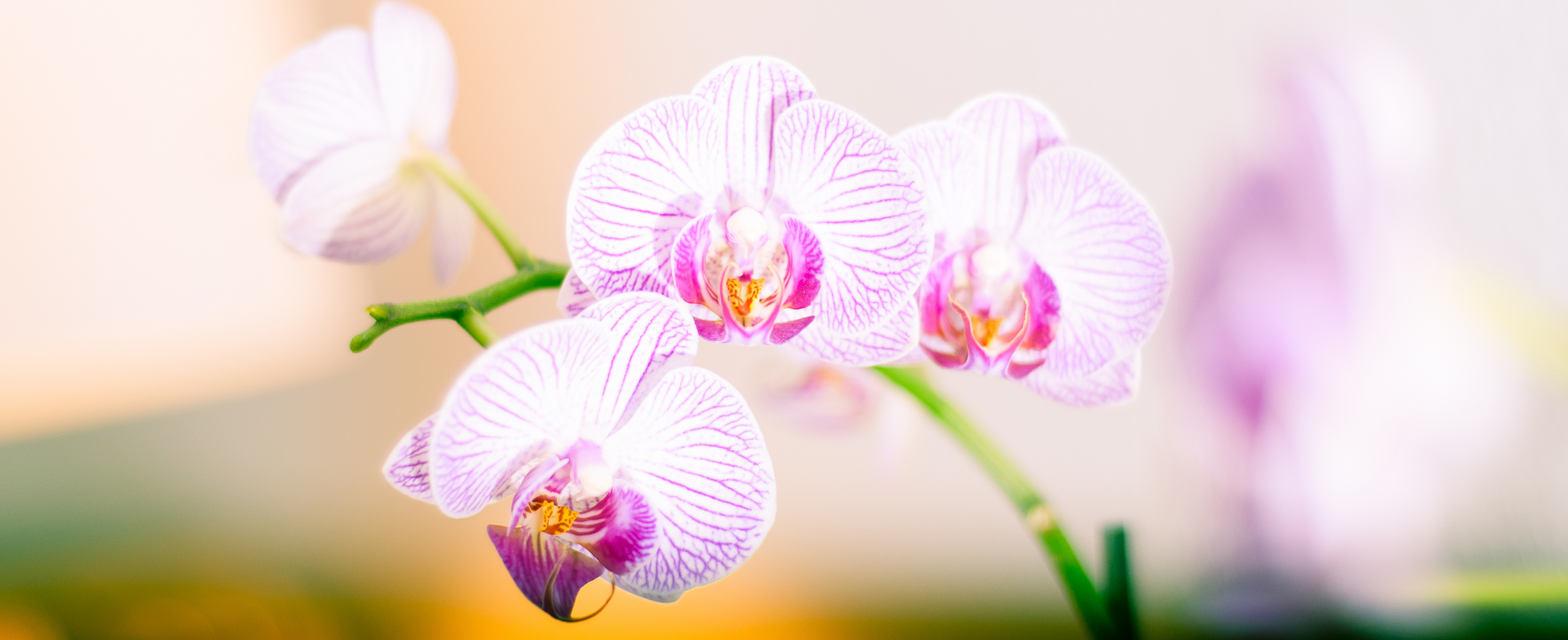 Orchidee