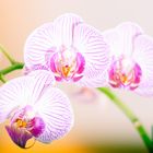 Orchidee