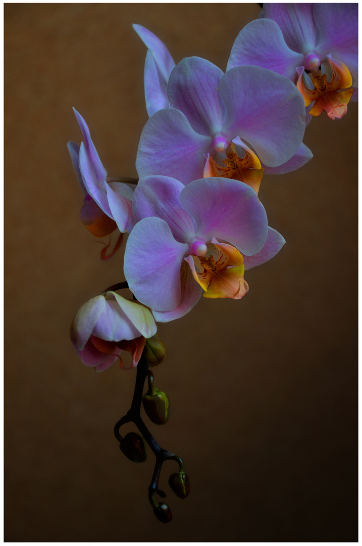 Orchidee.