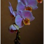 Orchidee.