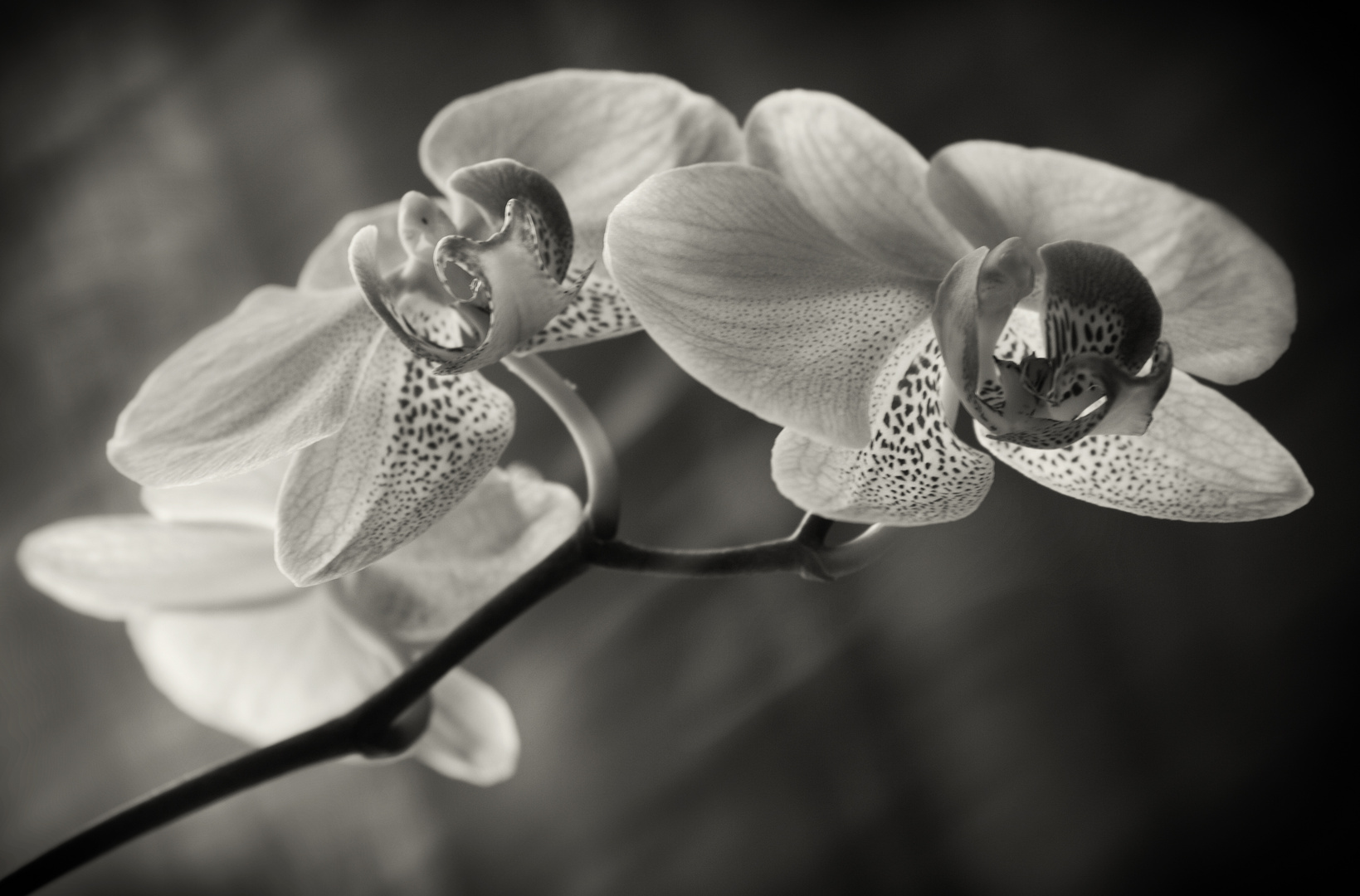 Orchidee