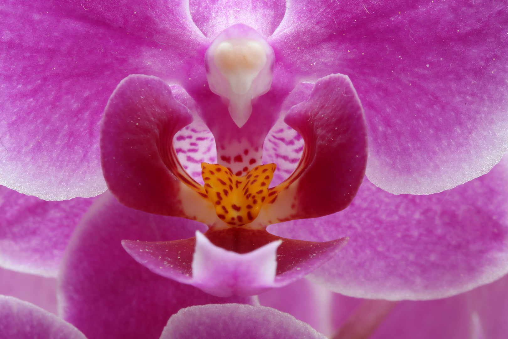 Orchidee