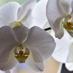 ORCHIDEE 85-1,8