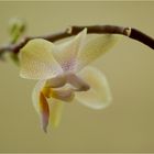 ___Orchidee___