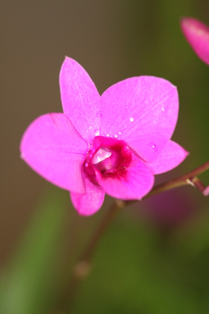 Orchidee