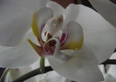 Orchidee