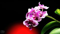 *** Orchidee *** 
