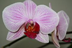 Orchidee