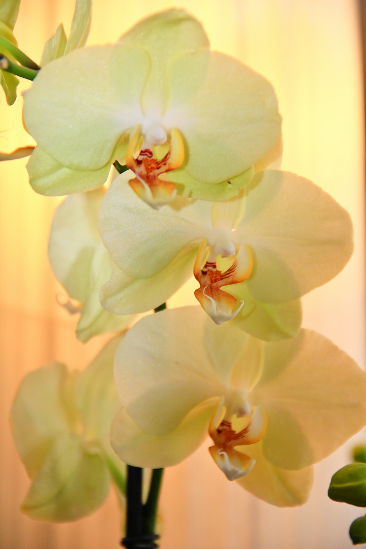 Orchidee